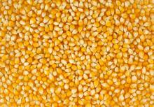 100% Clean Yellow Corn(Maize), Pop Corn, white corn