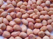 Good Quality Raw Peanuts