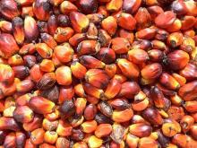 Palm Kernel Nuts
