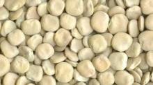 Lupin Bean