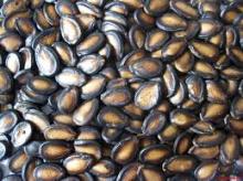 Watermelon Seeds