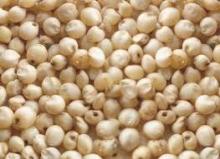 White  Sorghum   Seed s, Sorghum  Flour