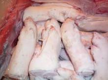 Grade AAA Frozen Pork Feet / Legs