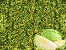  Organic   Dehydrated  Vegetable Flakes  Dehydrated  Cabbage