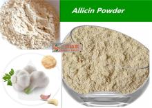 Organic Garlic Powder / Allicin Powder Extract