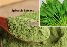 Dehydrated Spinach Powder / Organic Dried Spinach Vegetable Extract
