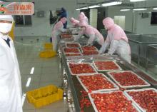 sweet organic  fruit   Frozen   strawberry 