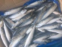 2017 Small Size Land Frozen Pacific Mackerel with Good Price Scomber Japonicus
