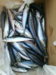 2017 Small Size Sea Frozen Pacific Mackerel For Indonesia With Good Price