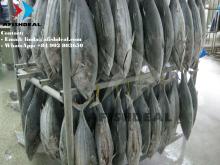 Skipjack Tuna WR