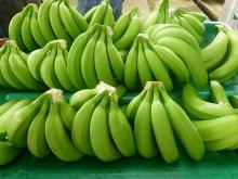Premium Quality Fresh Cavendish Banana