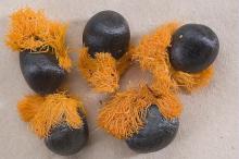 Strelitzia reginae seeds for sale,Latania verschafeltii,Chamaedorea elegans