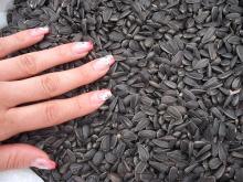 black sunflower seeds