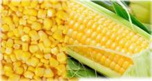 IQF Frozen Corn