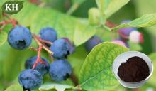 Natural 30% Polyphenols Blueberry Extract by HPLC