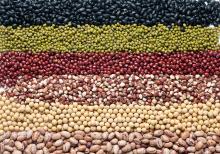 DRIED  BEAN S | KIDNEY  BEAN S |  SUGAR   BEAN S