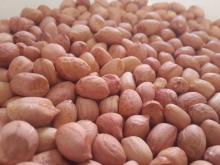 JAVA PEANUTS KERNELS