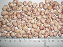 Light Speckle Kidney Beans