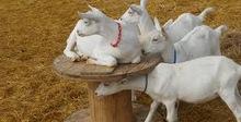 Live Saanen Goats for sale