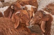 Live Awasi Sheeps