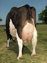 live Friesian Holstein heifers pregnant cow for sale