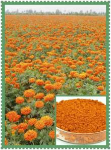 Best Marigold extract powder, natural zeaxanthin lutein, bulk in stock