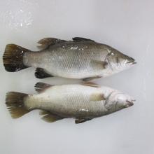 IQF Barramundi WR