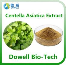 Health benefits Centella Asiatica  Extract  / Gotu   Kola   Extract   powder  10% Asiaticosides