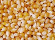 Dry Yellow Corn / White Corn Feed/Consumption