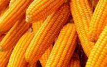 Yellow Corn Dry for Feed and Cumsumption for sale