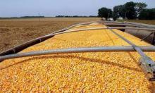 Dry Maize/ Dried   Yellow   Corn / Dried  Sweet  Corn  for sale