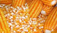 Dry Yellow Corn for Animal Feed for sale