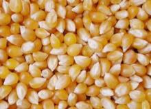White and Yellow Maize Corn for sale