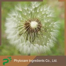 Dandelion Root Extract
