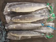 Spanish Mackerel