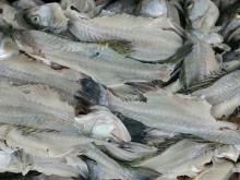 Seabass fish bone