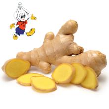 fresh ginger,air dry ginger