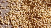  Barley  Supply,  Barley  for  Malt ,  Barley  Feed,  Malt ed  Barley 