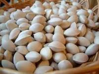 Top Quality Ginkgo Nuts