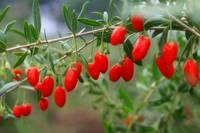 Goji Berry