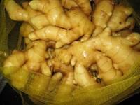 High Quality Fresh Ginger