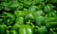 High Quality Green Pepper