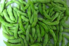 Frozen Edamame beans Bulk Soy Beans BEST SALE