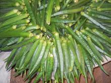 Grade A IQF fresh  okra  ,Frozen Okro, Green Okro for sale /Okro /  Okra  / Ladies finger