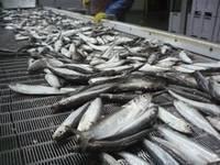 Fresh Frozen Ribbon Fish and Other Variety Available