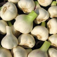 fresh garlic  salted  foods