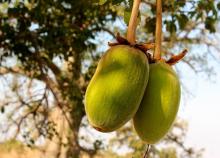 Baobab  fruit   pulp   powder 