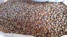 Suggar Beans, White Kidney beans Best offer