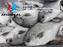 Supply White Pomfret From VietNam