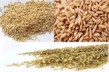oat